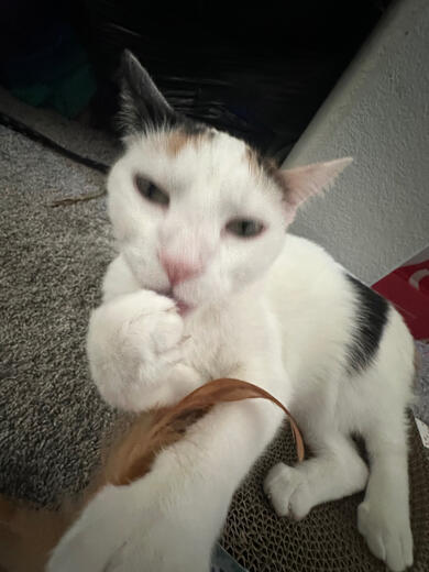 mostly white calico cat with paws covering face